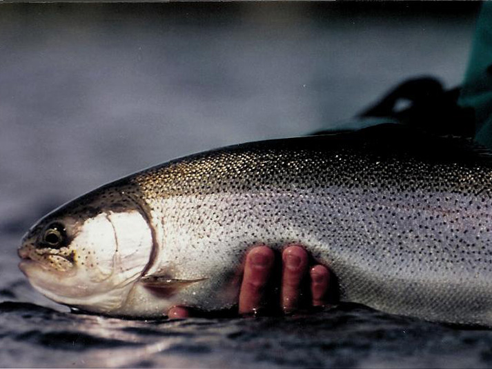 Nice, big Buckhorn Lake trout